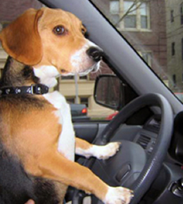 Bagel the Beagle driving the car