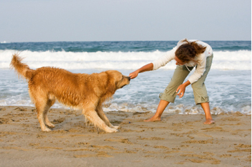 dog playing tug of war on the beach