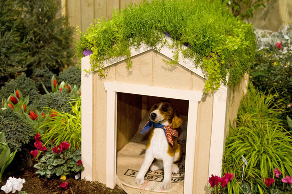 garden-tips-dog-house