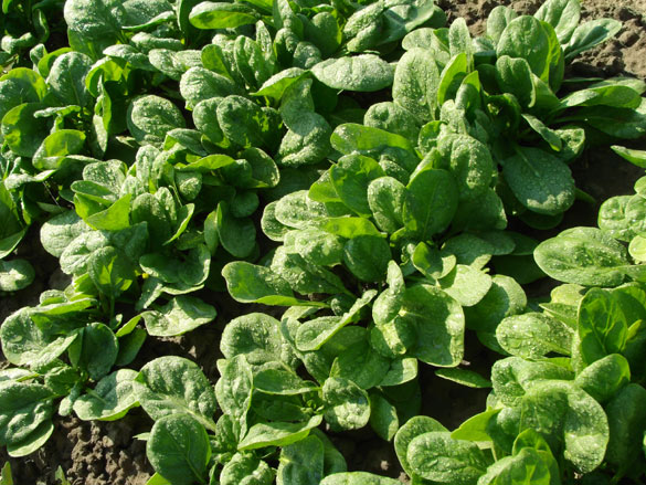 garden-tips-greens-spinach