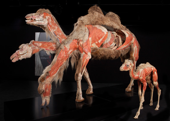 animals-inside-out-camels