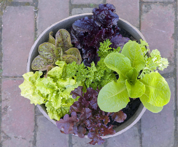 container-garden-lettuce