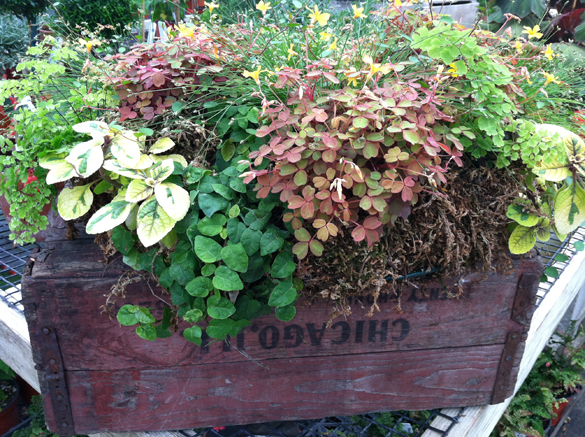 home-porch-box-of-plants