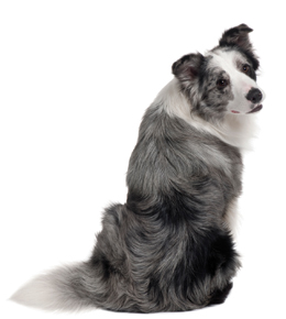 fresh-cleanhound-grooming