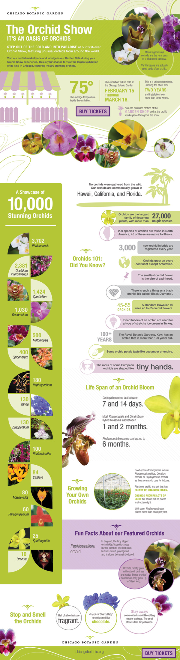 orchid infographic-600