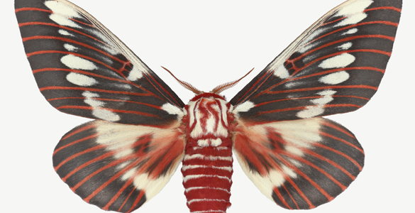 5Things-The-Beauty-of-Moths