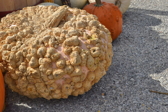 halloween-decor-pumpkins-2