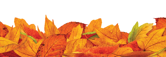 5things-autumn-bounty-festival