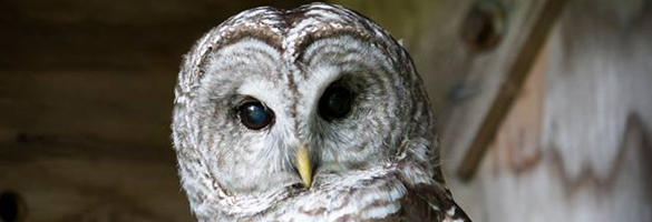 5things-evening-owl-prowl