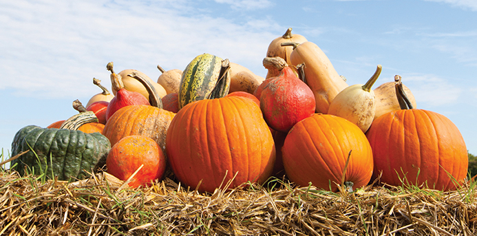 Apple Orchards, Pumpkin Patches and Fall Fun