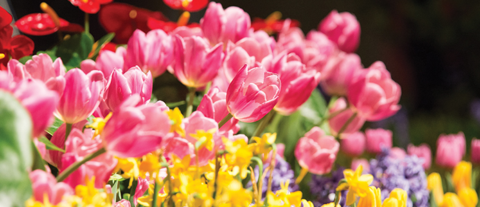 5 Things to Do Around Chicago, St. Patrick's Day Weekend: Chicago Flower & Garden Show