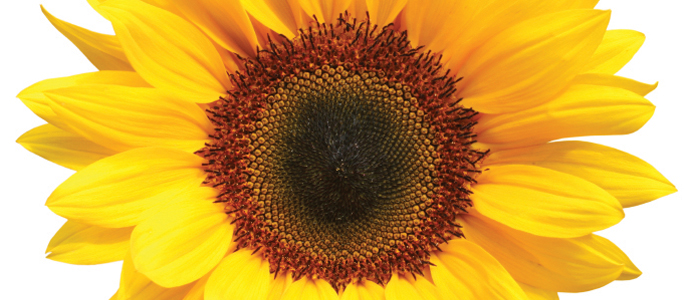 5-Things-Macy's-Flower-Show-new