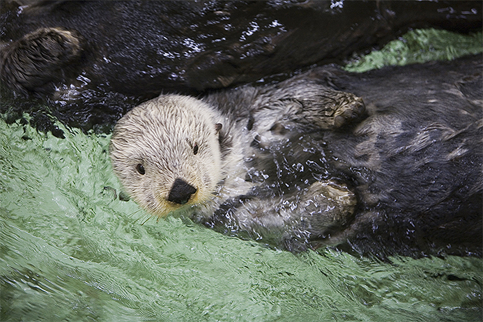 better-list-shedd-alaskan-sea-otter