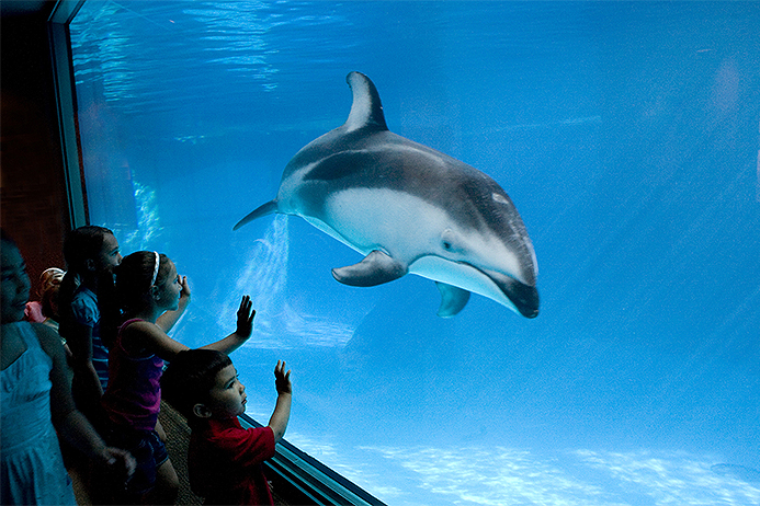better-list-shedd-kids-with-dolphin