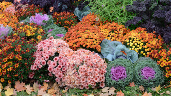 What You Need to Do Now for a Beautiful Yard This Fall