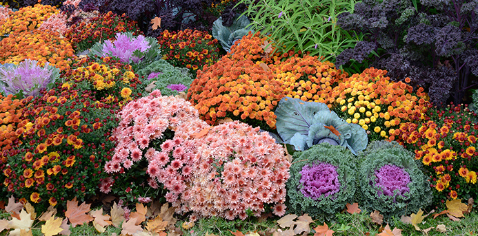What You Need to Do Now for a Beautiful Yard This Fall