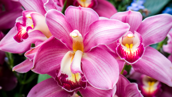 The Orchid Show at Chicago Botanic Garden