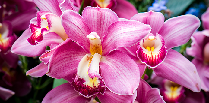 The Orchid Show at Chicago Botanic Garden