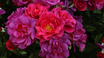 Chicago Flower & Garden Show - Weeks Roses
