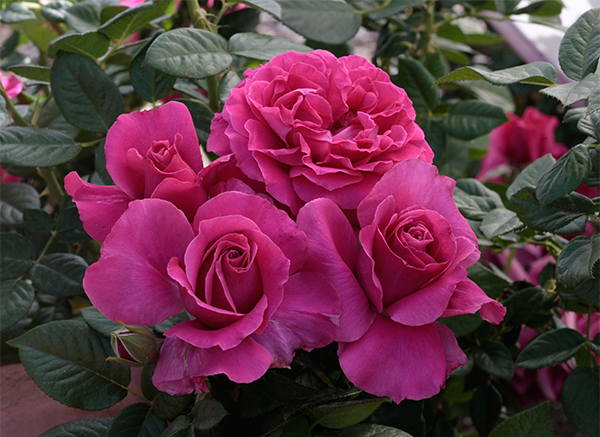 Pretty Lady Rose