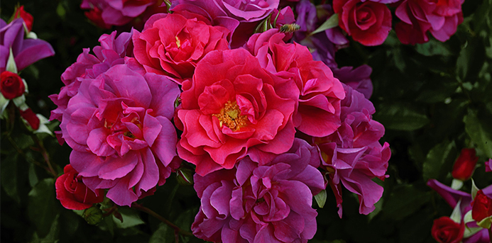 Chicago Flower & Garden Show - Weeks Roses