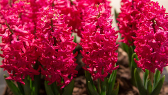 Chicago Flower & Garden Show at Navy Pier