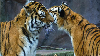 Lincoln Park Zoo
