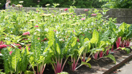 The Guide to Gardening and Landscaping