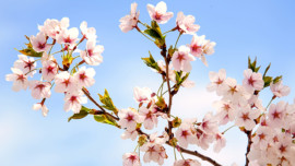 Chicago Botanic Garden Cherry Blossoms