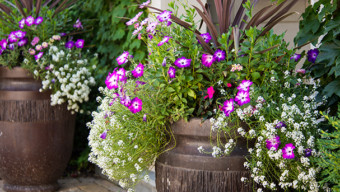 Chalet — Potted Flowers