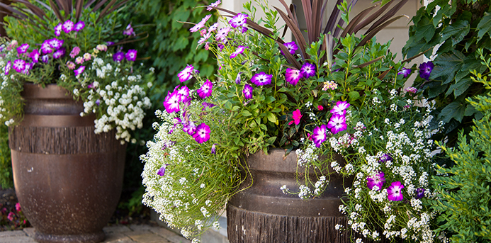Chalet — Potted Flowers