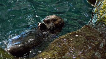 Shedd Aquarium: Ellie