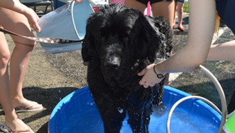 Hadley Dog Wash Feature Image