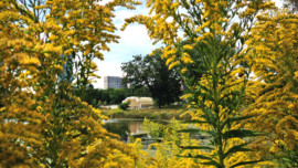Nature Boardwalk at Lincoln Park Zoo