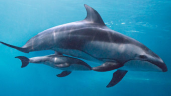 Shedd Aquarium's Dolphin Calf