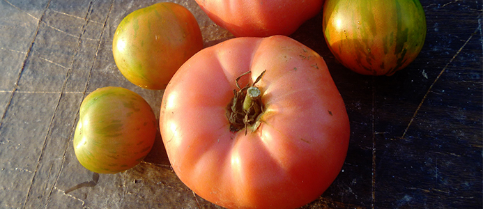 tomatoes