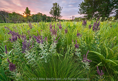 Somme Prairie Grove by Mike MacDonald