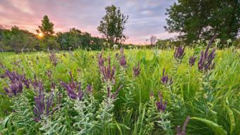 A Look Inside Mike MacDonald’s ‘My Journey Into the Wilds of Chicago’