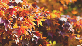 Fall Entertainment Guide 2016