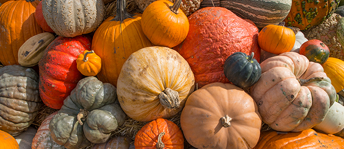 Chicago Botanic Garden Fall Bulb Festival