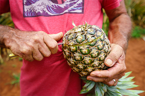Kauai — Sugarloaf Pineapple