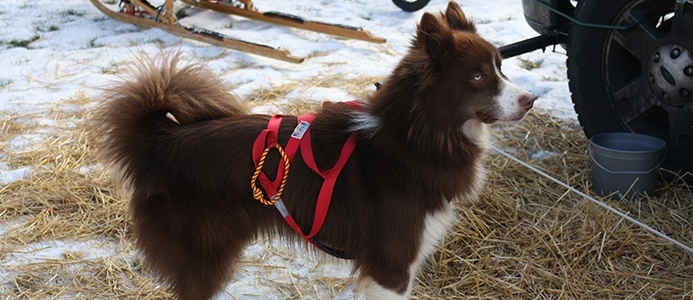 Winter Fest in Vernon Hills