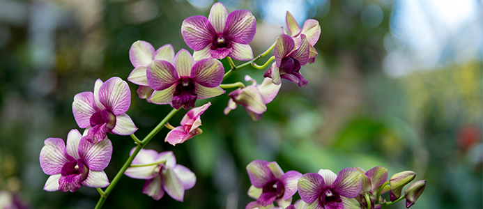 Chicago Botanic Garden Orchid Show 2017