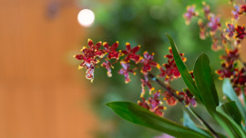 Orchid Show at Chicago Botanic Garden