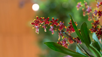 Orchid Show at Chicago Botanic Garden