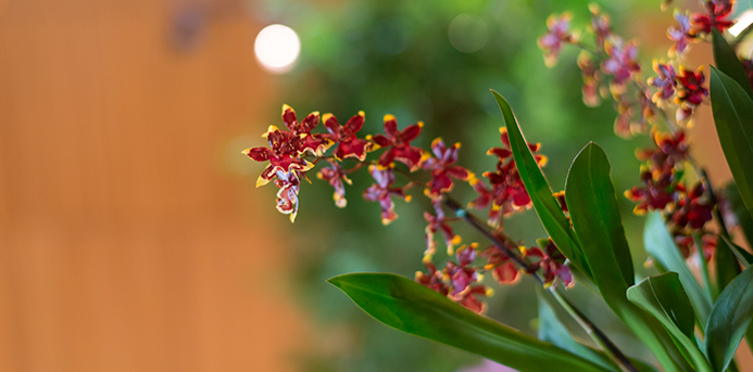 Orchid Show at Chicago Botanic Garden