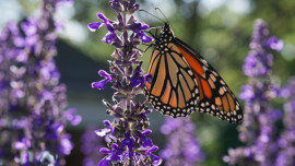 Garden landscaping: Salvia “Indigo Spires”