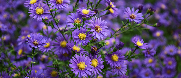 Evanston Garden Fair