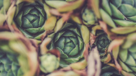 Samin Nosrat's Grilled Artichokes Recipe