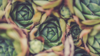 Samin Nosrat's Grilled Artichokes Recipe